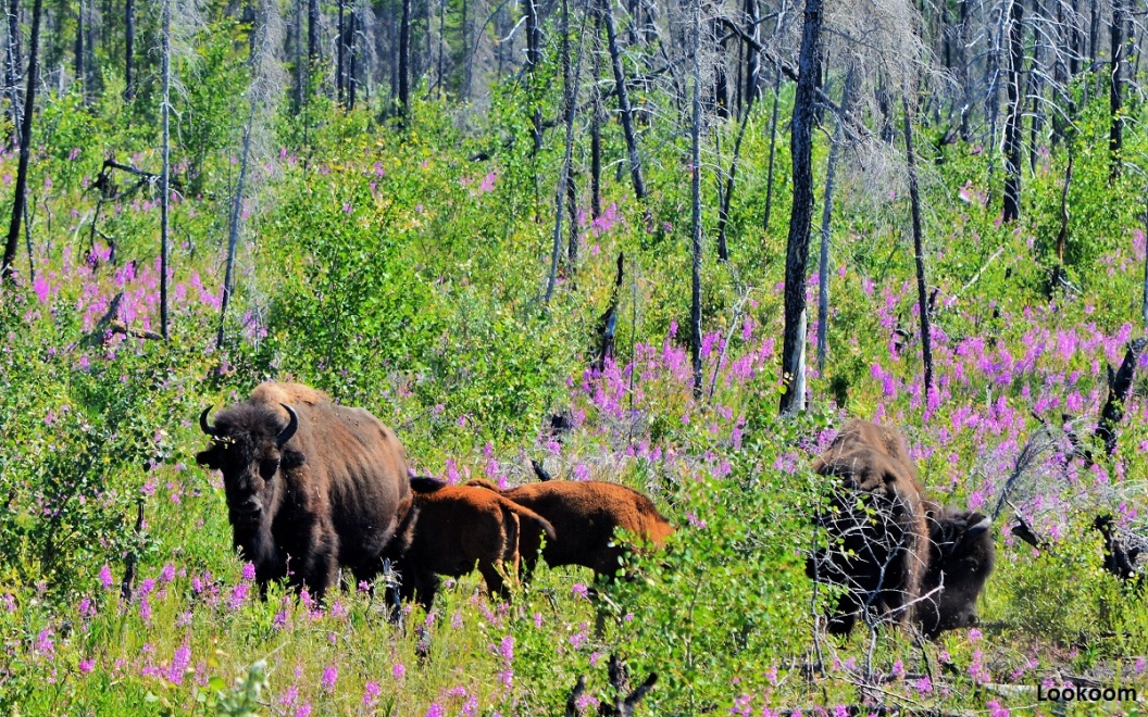 Parc national Wood Buffalo, Canada