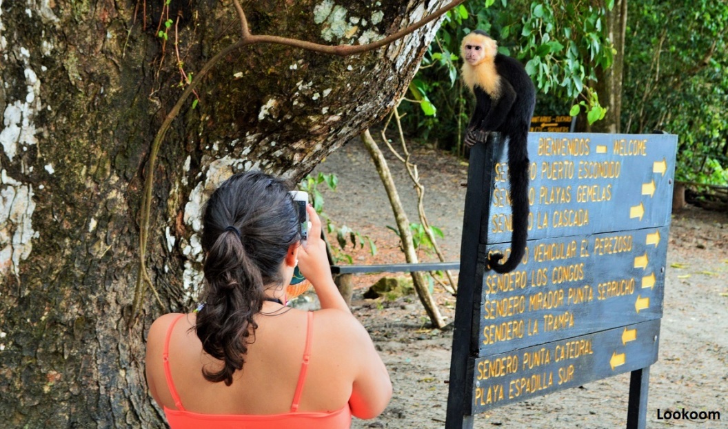 Singe capucin, parc national Manuel Antonio, Costa Rica