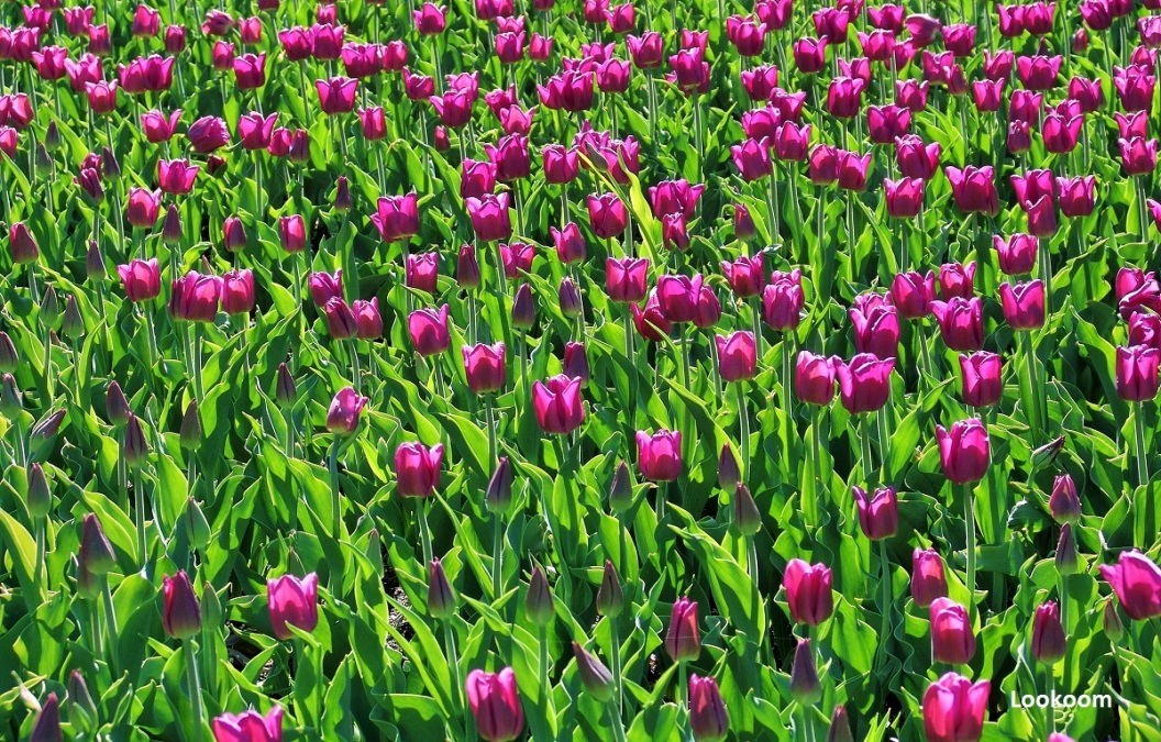 Tulipes, Parc Assiniboine, Winnipeg, Canada